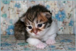 Female Siberian Kitten from Deedlebug Siberians